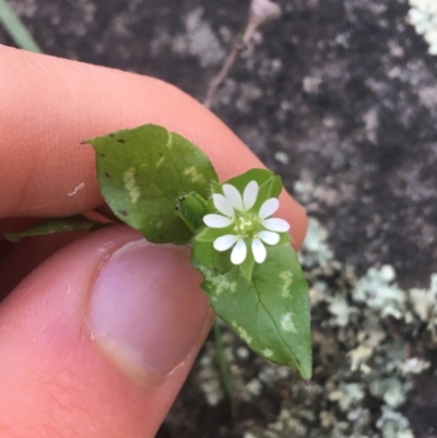 Stellaria media (Common Chickweed) at Acton, ACT - 14 Aug 2021 by Ned_Johnston