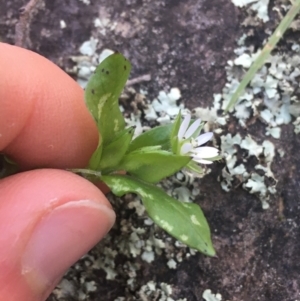 Stellaria media at Acton, ACT - 14 Aug 2021 12:10 PM