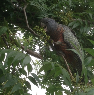 Callocephalon fimbriatum (Gang-gang Cockatoo) at Hughes, ACT - 30 Jan 2021 by jennyt