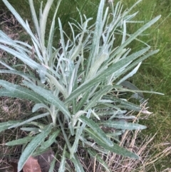 Senecio quadridentatus (Cotton Fireweed) at Macquarie, ACT - 14 Aug 2021 by Dora