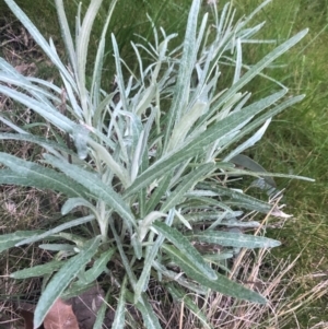 Senecio quadridentatus at Macquarie, ACT - 14 Aug 2021