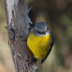 Eopsaltria australis (Eastern Yellow Robin) at Rendezvous Creek, ACT - 11 Aug 2021 by jhotchin