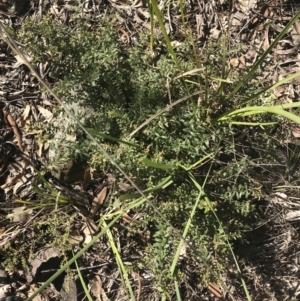 Grevillea alpina at Holt, ACT - 10 Aug 2021 10:32 AM