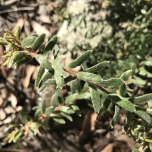 Grevillea alpina at Holt, ACT - 10 Aug 2021 10:32 AM