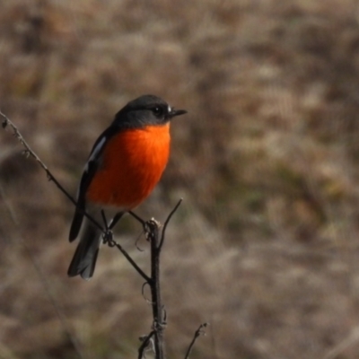 Petroica phoenicea (Flame Robin) at Rendezvous Creek, ACT - 11 Aug 2021 by jhotchin