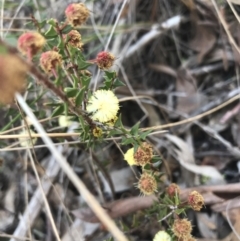 Acacia gunnii (Ploughshare Wattle) at Holt, ACT - 10 Aug 2021 by Tapirlord