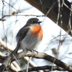 Petroica boodang (Scarlet Robin) at Rendezvous Creek, ACT - 11 Aug 2021 by jhotchin