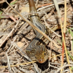 Ctenotus robustus (Robust Striped-skink) at Bullen Range - 14 Aug 2021 by HelenCross