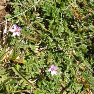 Erodium cicutarium at Bullen Range - 14 Aug 2021 11:37 AM