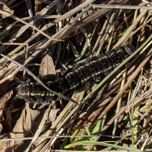 Apina callisto at Tuggeranong DC, ACT - 14 Aug 2021