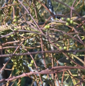 Cassytha pubescens at Holt, ACT - 10 Aug 2021