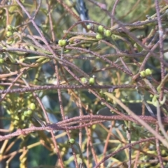 Cassytha pubescens at Holt, ACT - 10 Aug 2021