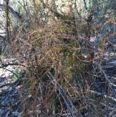 Cassytha pubescens at Holt, ACT - 10 Aug 2021 10:33 AM