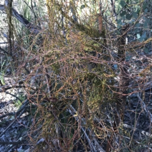 Cassytha pubescens at Holt, ACT - 10 Aug 2021