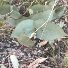 Eucalyptus dives (Broad-leaved Peppermint) at Holt, ACT - 10 Aug 2021 by Tapirlord