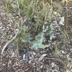 Eucalyptus dives at Holt, ACT - 10 Aug 2021 10:35 AM