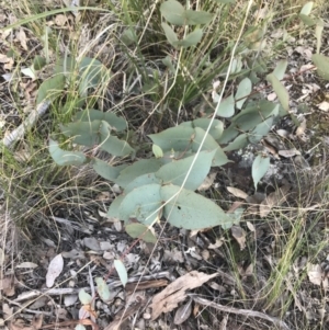 Eucalyptus dives at Holt, ACT - 10 Aug 2021