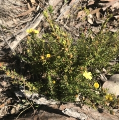 Hibbertia calycina (Lesser Guinea-flower) at Holt, ACT - 10 Aug 2021 by Tapirlord