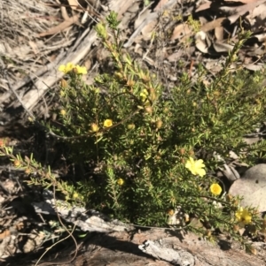 Hibbertia calycina at Holt, ACT - 10 Aug 2021