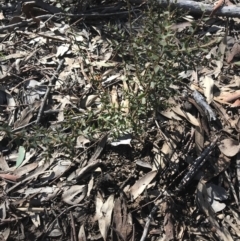 Daviesia ulicifolia subsp. ruscifolia (Broad-leaved Gorse Bitter Pea) at Aranda Bushland - 10 Aug 2021 by Tapirlord