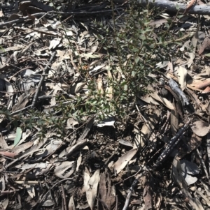 Daviesia ulicifolia subsp. ruscifolia at Holt, ACT - 10 Aug 2021 10:39 AM