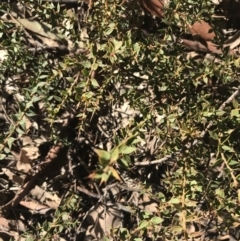 Daviesia ulicifolia subsp. ruscifolia at Holt, ACT - 10 Aug 2021 10:39 AM