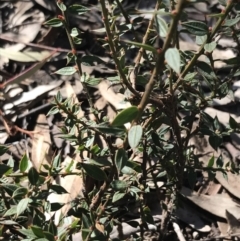 Daviesia ulicifolia subsp. ruscifolia at Holt, ACT - 10 Aug 2021 10:39 AM