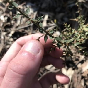 Daviesia ulicifolia subsp. ruscifolia at Holt, ACT - 10 Aug 2021 10:39 AM