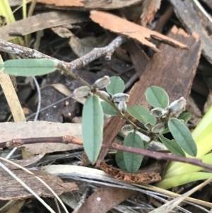 Hovea heterophylla at Holt, ACT - 10 Aug 2021