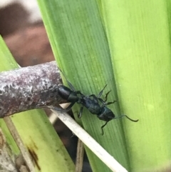 Rhytidoponera metallica (Greenhead ant) at Holt, ACT - 10 Aug 2021 by Tapirlord