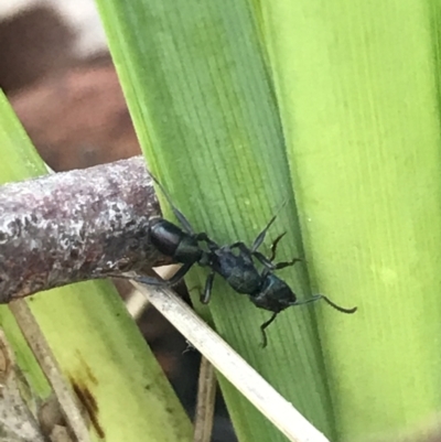 Rhytidoponera metallica (Greenhead ant) at Aranda Bushland - 10 Aug 2021 by Tapirlord