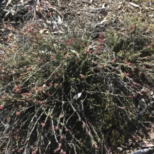 Leucopogon virgatus at Holt, ACT - 10 Aug 2021 10:48 AM