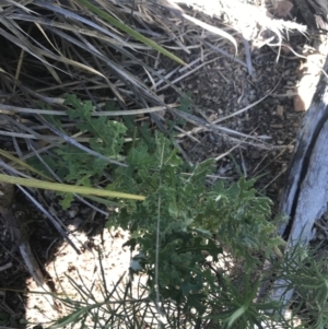 Senecio bathurstianus at Holt, ACT - 10 Aug 2021