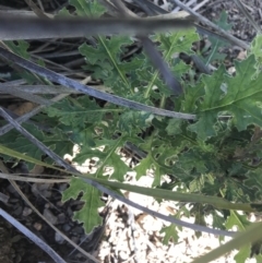 Senecio bathurstianus at Holt, ACT - 10 Aug 2021