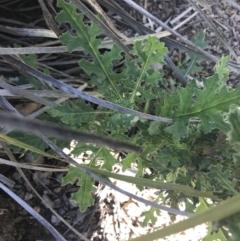 Senecio bathurstianus at Holt, ACT - 10 Aug 2021