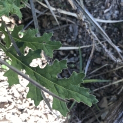 Senecio bathurstianus at Holt, ACT - 10 Aug 2021