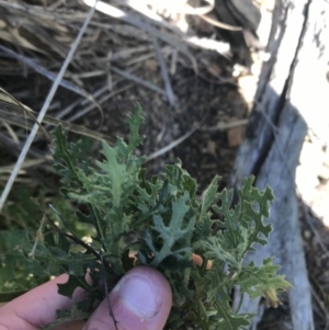 Senecio bathurstianus at Holt, ACT - 10 Aug 2021