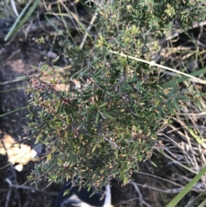 Leucopogon fletcheri subsp. brevisepalus at Holt, ACT - 10 Aug 2021