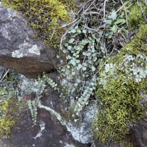 Asplenium flabellifolium at Majura, ACT - 14 Aug 2021