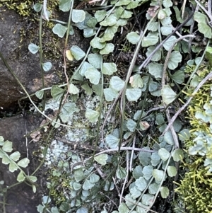 Asplenium flabellifolium at Majura, ACT - 14 Aug 2021