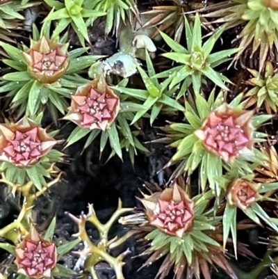 Polytrichum at Majura, ACT - 14 Aug 2021 by JaneR