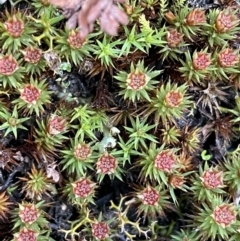 Polytrichum at Majura, ACT - 14 Aug 2021