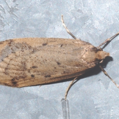 Oecophoridae (family) (Unidentified Oecophorid concealer moth) at Stirling, ACT - 13 Aug 2021 by Harrisi