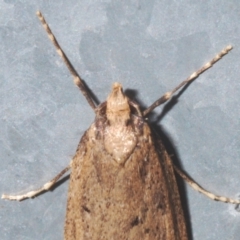 Oecophoridae (family) at Stirling, ACT - 13 Aug 2021