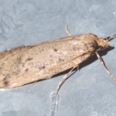 Oecophoridae (family) at Stirling, ACT - 13 Aug 2021