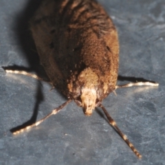 Oecophoridae (family) at Stirling, ACT - 13 Aug 2021