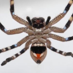 Neosparassus calligaster at Evatt, ACT - 13 Aug 2021