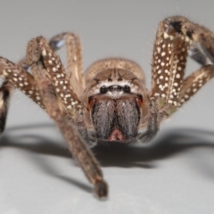 Neosparassus calligaster at Evatt, ACT - 13 Aug 2021