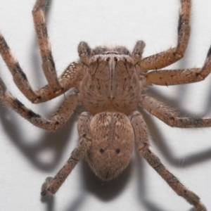 Neosparassus calligaster at Evatt, ACT - 13 Aug 2021