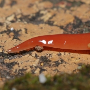 Australoplana alba at Evatt, ACT - 14 Aug 2021